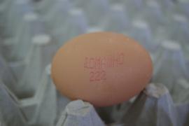 sample